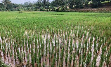 Dijual Cepat Tanah di Rumpin Bogor