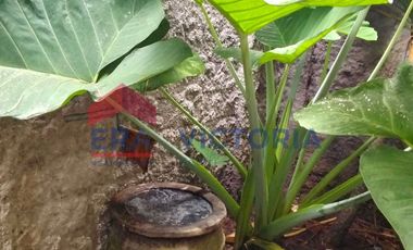 Rumah Nyaman & Siap Huni di Badas Kab Kediri Cocok Untuk Usaha Guest House