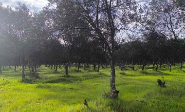 vendo parcelas en Marchigue,5.000 m2 
* Rol propio individual 
* Listo para escriturar
* Documentación al día (CBR / SII/SAG)