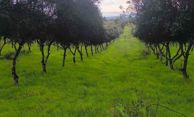 vendo parcelas en Marchigue,5.000 m2 
* Rol propio individual 
* Listo para escriturar
* Documentación al día (CBR / SII/SAG)