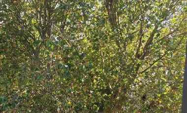 Venta Oficina Concepción centro