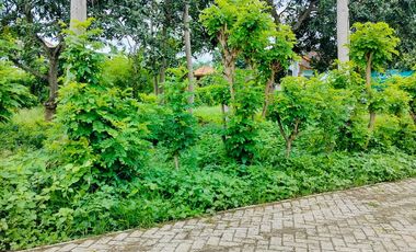 TANAH KAVLING SHM SIAP BANGUN – BULUSAN, KALIPURO