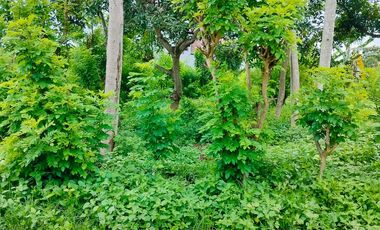TANAH KAVLING SHM SIAP BANGUN – BULUSAN, KALIPURO