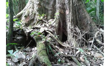Venta de Finca en Esmeraldas, San Mateo