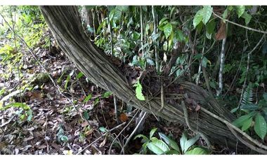 Venta de Finca en Esmeraldas, San Mateo