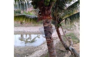 Venta de Finca en San Vicente -Briceño