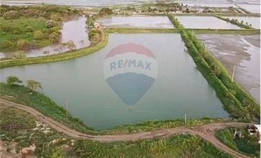 Venta de Camaronera de agua dulce  Tosagua- Manabi