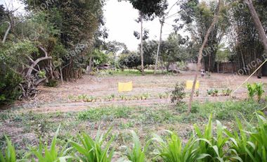 Terreno en Pachacamac  5,310 m2