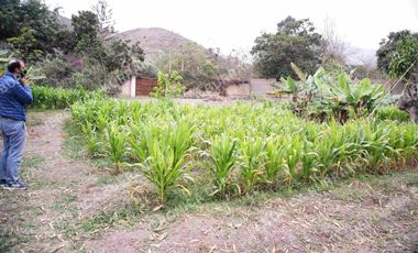 Terreno en Pachacamac  5,310 m2