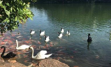 Condo for sale Swan Lake Residences Khao Yai Tel.099998----