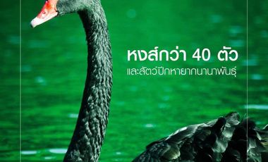 Condo for sale Swan Lake Residences Khao Yai Tel.099998----