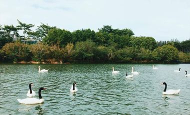 Condo for sale Swan Lake Residences Khao Yai Tel.099998----