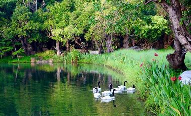 Condo for sale Swan Lake Residences Khao Yai Tel.099998----