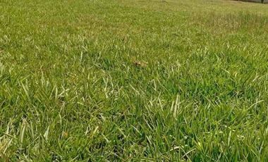 Venta de terreno en Pachacamac