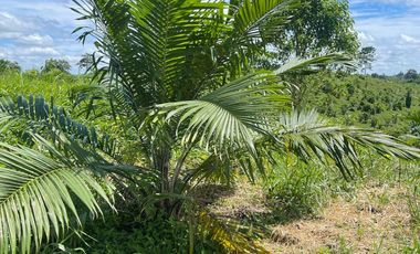 VENTA DE HACIENDA EN VIA A QUININDE