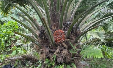 VENTA DE TERRENO EN HACIENDA MATAMBA
