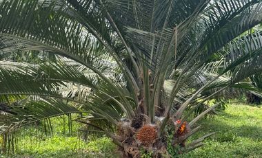 VENTA DE TERRENO EN HACIENDA MATAMBA