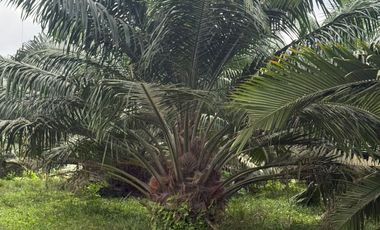 VENTA DE TERRENO EN HACIENDA MATAMBA