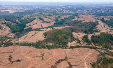 VENDE CAMPO FORESTAL 120 has (PORTEZUELO)