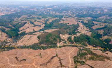 VENDE CAMPO FORESTAL 120 has (PORTEZUELO)