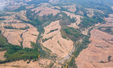VENDE CAMPO FORESTAL 120 has (PORTEZUELO)