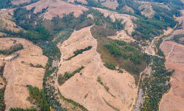 VENDE CAMPO FORESTAL 120 has (PORTEZUELO)