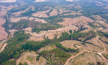 VENDE CAMPO FORESTAL 120 has (PORTEZUELO)