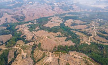 VENDE CAMPO FORESTAL 120 has (PORTEZUELO)