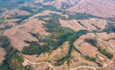 VENDE CAMPO FORESTAL 120 has (PORTEZUELO)