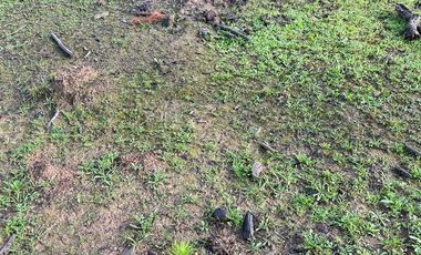 VENDE CAMPO FORESTAL 120 has (PORTEZUELO)