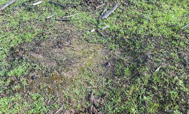 VENDE CAMPO FORESTAL 120 has (PORTEZUELO)