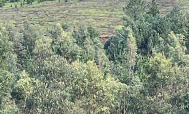 VENDE CAMPO FORESTAL 120 has (PORTEZUELO)