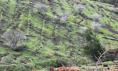 VENDE CAMPO FORESTAL 120 has (PORTEZUELO)