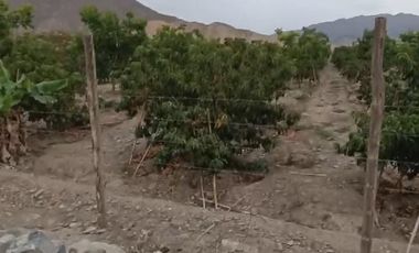 Venta de terreno agrícola en Huaral