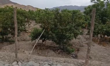 Venta de terreno agrícola en Huaral
