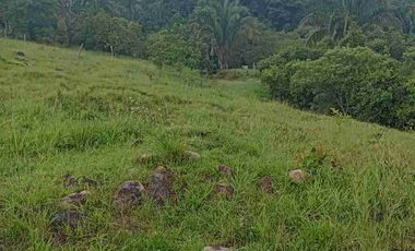 Finca de 44 hectáreas en venta