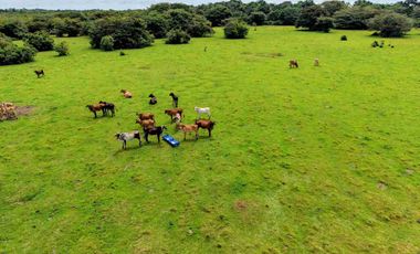 Finca de 32 hectáreas en venta
