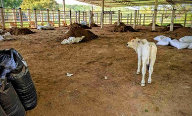 Finca de 148 hectáreas en venta