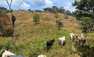 50 hectáreas, Finca a la venta