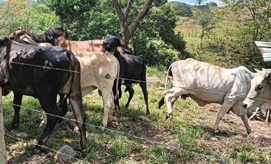50 hectáreas, Finca a la venta