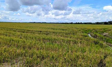 Se vende Finca de 62 Hectáreas