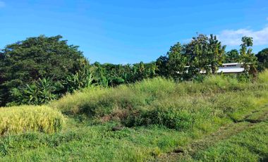 jual tanah zona pink 1000m2/10 are hrga90 jt/ are.lok tangguntiti