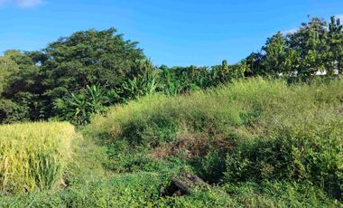 jual tanah zona pink 1000m2/10 are hrga90 jt/ are.lok tangguntiti