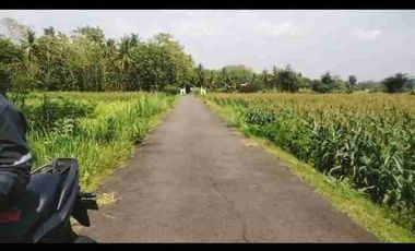 Dijual Murah Tanah SHM Pekarangan mangku jalan / Tepi Jalan Utama jl kedungsari pengasih kulon progo