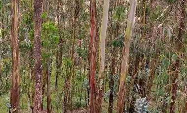 Se vende finca de 4.7 hectáreas estilo complejo en Cotacachi Imbabura Ecuador