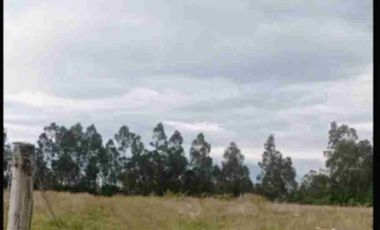 se vende Finca de 21 hectáreas con tres invernaderos de tomate riñón abundante agua de riego en Ibarra la esperanza IMBABURA Ecuador