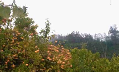 se vende Finca de 21 hectáreas con tres invernaderos de tomate riñón abundante agua de riego en Ibarra la esperanza IMBABURA Ecuador