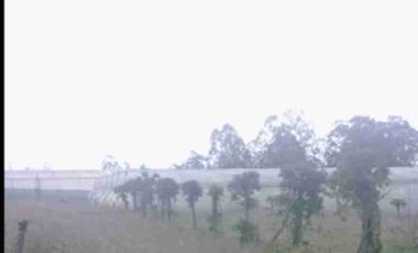 se vende Finca de 21 hectáreas con tres invernaderos de tomate riñón abundante agua de riego en Ibarra la esperanza IMBABURA Ecuador