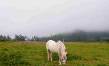 se vende Finca de 21 hectáreas con tres invernaderos de tomate riñón abundante agua de riego en Ibarra la esperanza IMBABURA Ecuador