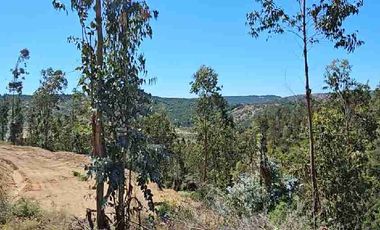 Parcelas 5.000 m² con rol propio a 40 min de Pichilemu”